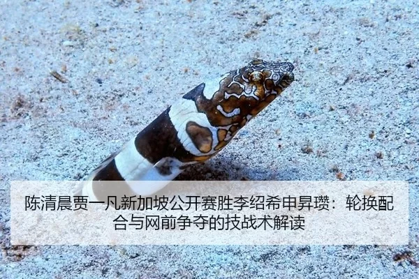 chen-qing-chen-jia-yi-fan-xin-jia-po-gong-kai-sai-sheng-li-shao-xi-shen-sheng-zan-lun-huan-pei-he-yu-wang-qian-zheng-2-426.jpg